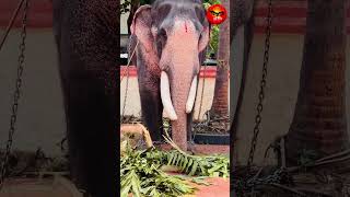 Ambadimahadevan #elephant #love #animals #funnyvideo #cute #viral #travel#reels#shorts#kerala#insta