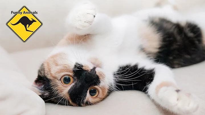 Watch the video about Funny Cats and Cute Kittens 🐱 compilation - Funny Animal Videos 🤣