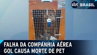 Cachorro morre após ser enviado para destino errado pela Gol | SBT Brasil (23/04/24)