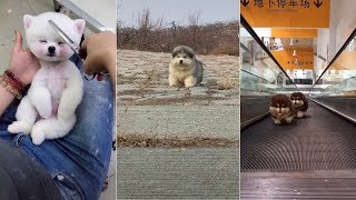 #12 Tik Tok Trung Quốc ✅Khi Thú Cưng Chơi Lầy trên Tik Tok | Top Funny Pet On Tik Tok P1