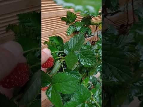 Vídeo: Cumberland - framboesas com frutas pretas. Vantagens e desvantagens da variedade. Cultivo de framboesa