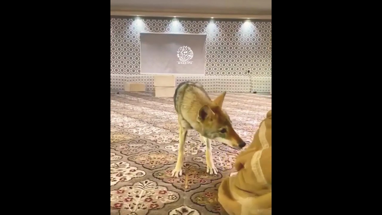 Wolf, jackal, coyote!? - YouTube