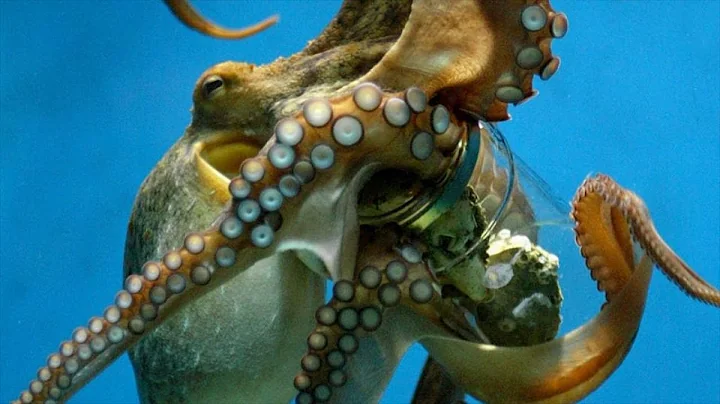 Amazing Giant Octopus Hunting Skill on The Ocean Floor