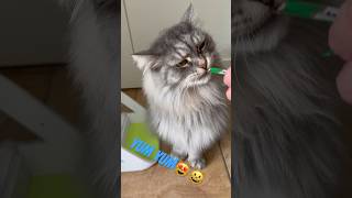 ASMR Alfred the cat enjoys a little snack Sound up! 야옹이