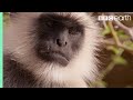 Scarface fights off other monkeys  life story  bbc earth