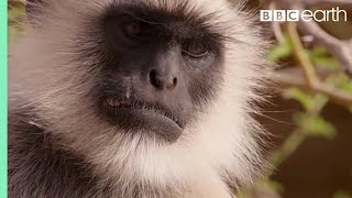 Scarface Fights Off Other Monkeys Life Story Bbc Earth