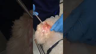 Severe dog ear hair matts! #earhair  #matts #dogmatted  #veterinarian  #gross #painful #satisfying