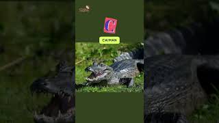 ABC River Animals song | Learn English, Alphabets and Animals for Kids #abcd #shorts