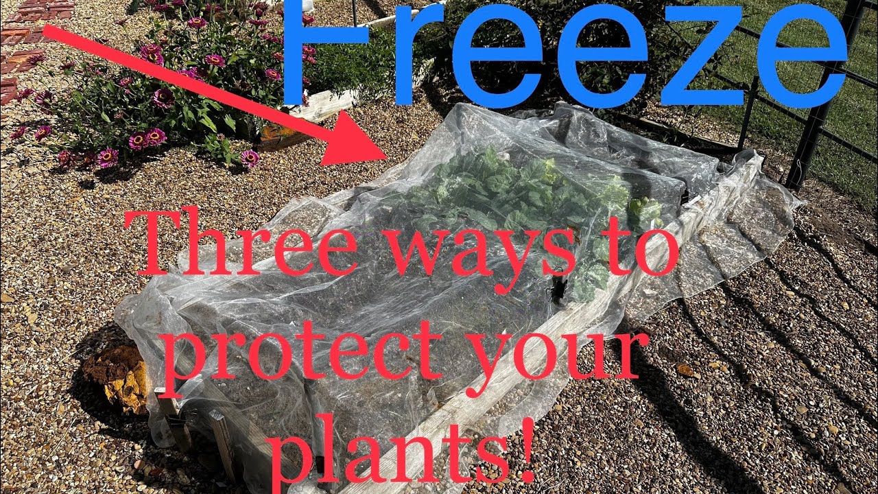 FREEZE, 3 Ways To Protect Your Plants! - YouTube
