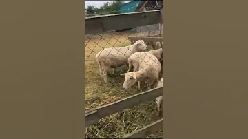КАКУЮ ТРАВУ ЛЮБЯТ БАРАНЫ