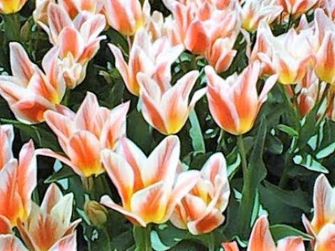 Vídeo: On creixen les tulipes?
