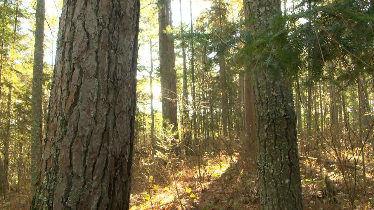Northwoods Experience MN's Lost 40 Joins National OldGrowth Forest