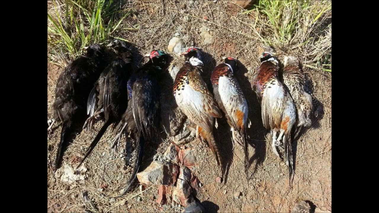 Lucy Training and Hunting Hawaii Kuaokala Bird hunt ; Epagneul Breton