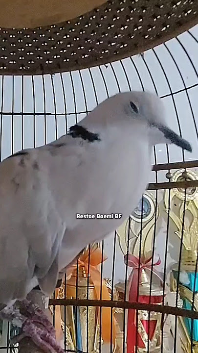 Puter Pelung Gacor Suara Kuntilanak Nangis ‼️#puterpelung