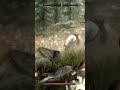 very bad doggos #skyrim #skyrimmods #skyrimae #elderscrolls #cozygaming #gaming #videogameseries