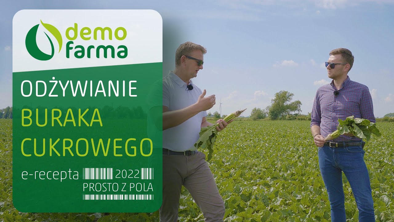 Odżywianie buraka cukrowego