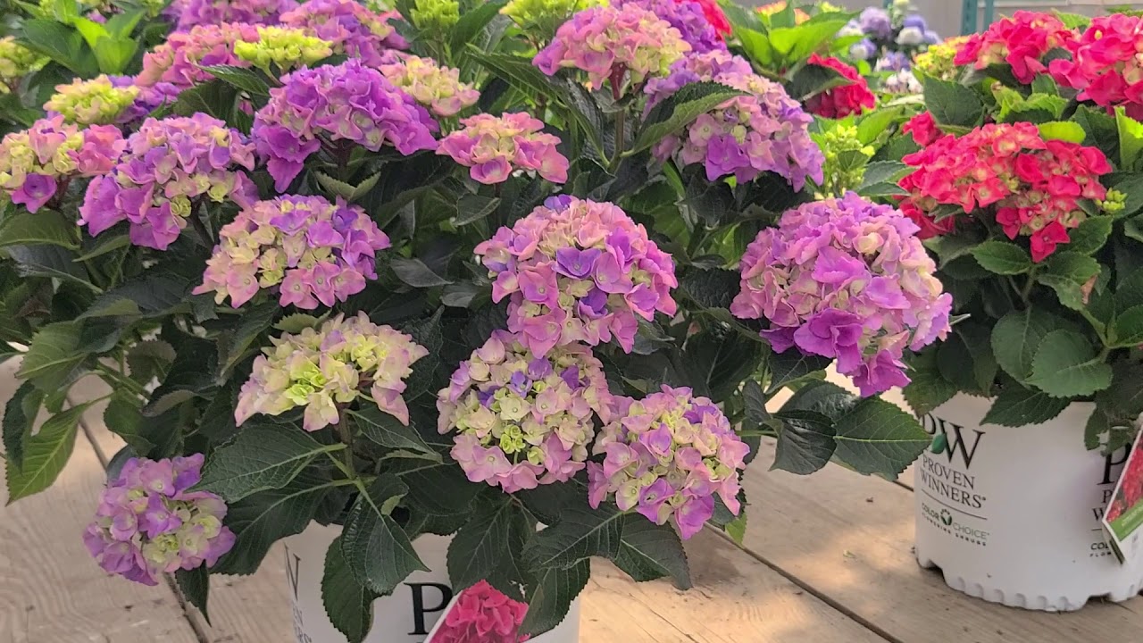 23 seconds with Hydrangea Cityline® Venice// COMPACT, 🌸Free-Flowering, Long Blooming Hydrangea