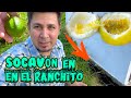 Apareció un SOCAVÓN en el RANCHITO YA HAY FRUTAS !! A Estelita le cayó un Alacrán en la mano