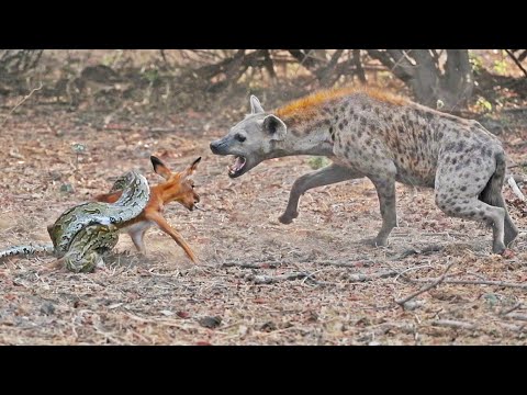 IMPALA BABY TRIES ESCAPING PYTHON & HYENA