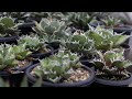 【 アガベ 】Plants by THE CORE × ROUKA plants コラボLIVE 後半【多肉植物】