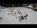 Тегеранские голуби. Зима 2021