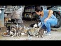 This woman gave up her life to save THOUSANDS OF CATS from the streets!