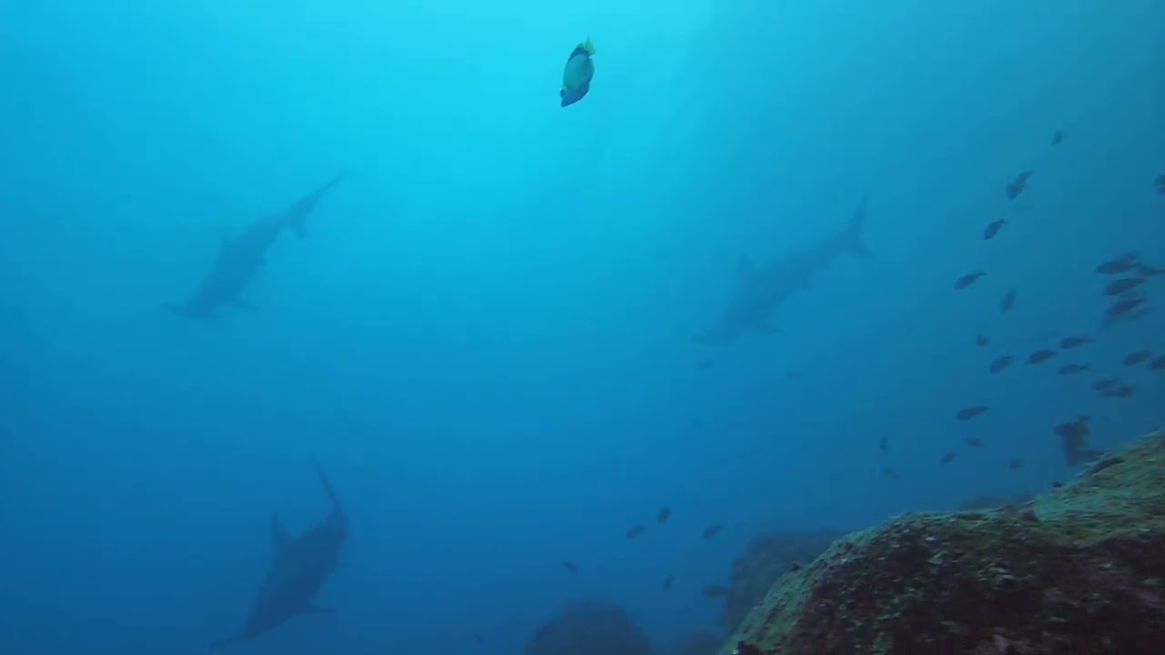Galapagos Hammer Head shark dive