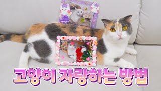 Decorate Cats With Stickers! (ENG SUB)