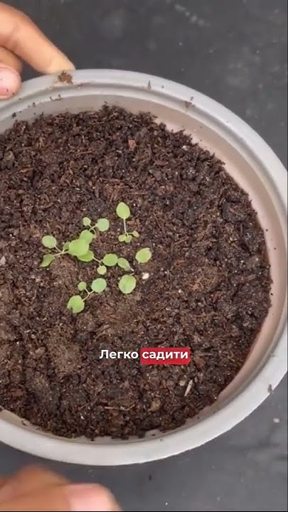Суміш Гербера - YouTube