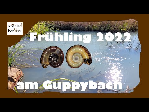 GUPPYBACH Frühling 2022