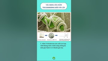 ✴️ TÁC DỤNG CỦA NẤM TRICHODERMA ĐỐI VỚI CÂY TRỒNG