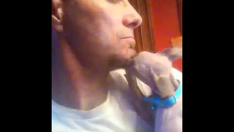 Watch the video about Sphynx kisses grooming beard