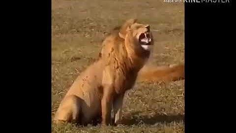 tiếng cười hay nhất được các YouTube ghép vào video