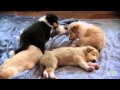 Tired Collies | Too Cute!
