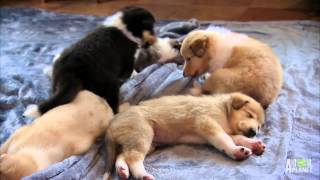 Tired Collies | Too Cute!