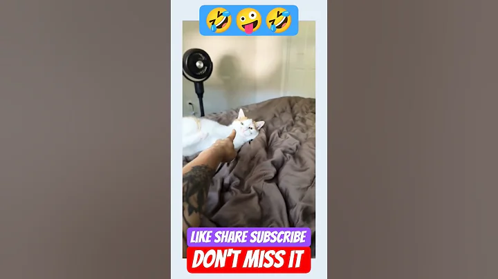 Video 11058571: kitten cat love meowing, cat lover kitten meowing, funny cats kittens meowing, cats kittens meowing cute, laugh pets funny cat, cat pets love animal, cats pets animals fun, cat dog animals pets, cat japan