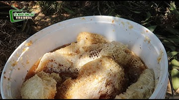 Chợ phiên Bắc Hà mộc mạc bán toàn đặc sản vùng cao TÂY BẮC đặc sản núi rừng quý hiếm...!