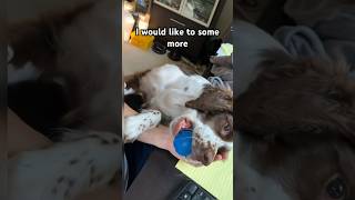 Wanna more attention  #funny #funnydogs #cutepets #dog #doglover #springerspaniel