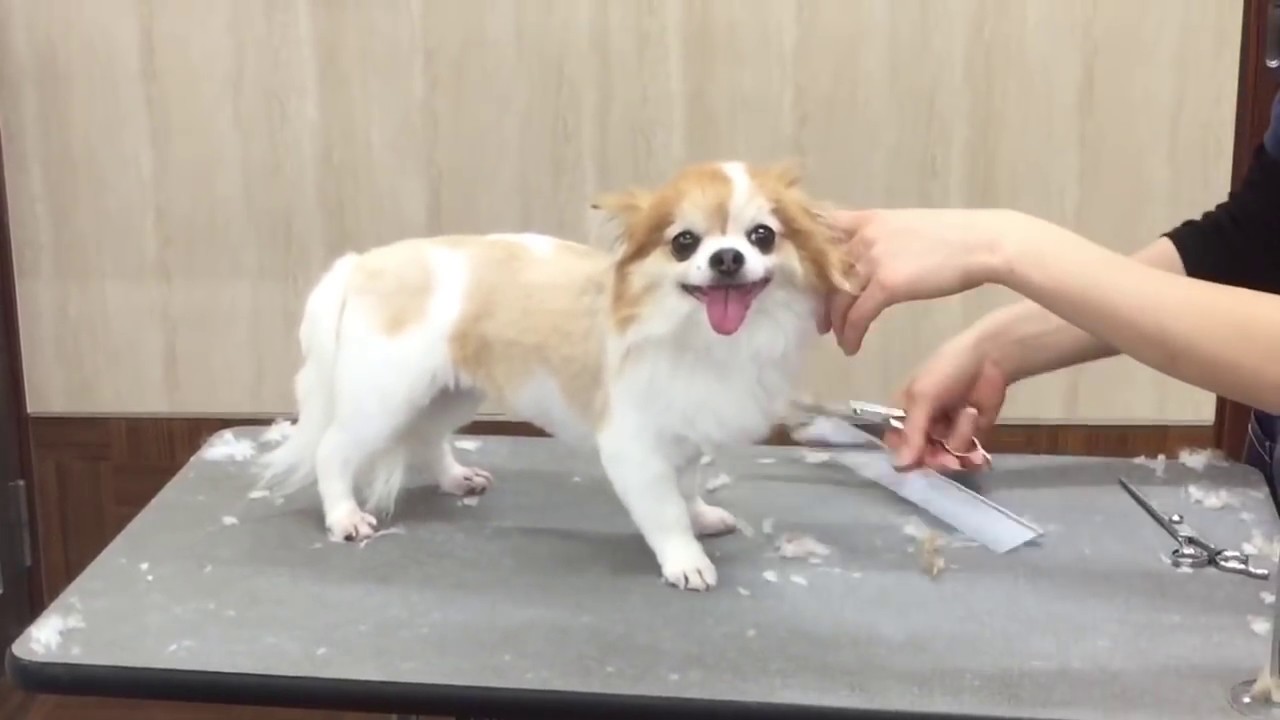 とても癒される かわいい犬のトリミング動画6選 Uchinoco うちの子