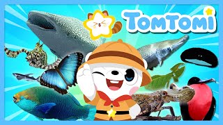 Bintang-Bintang Tomtomi & Hewan-Hewan Unik | Hewan yang belum pernah Anda lihat sebelumnya 👀 | Lagu Hewan | TOMTOMI