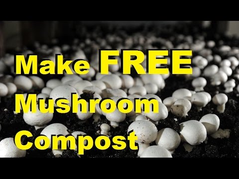 Video: Compost Voor Paddenstoelen: Samenstelling. Hoe Maak Je Een Compost Voor Het Kweken Van Paddenstoelen Met Je Eigen Handen? Champignonblokcompost Op Kaf