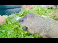 Alabama and Carol the groundhogs enjoy a healthy snack