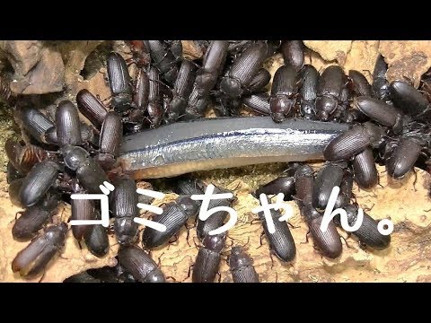 閲覧注意 チャイロコメノゴミムシダマシと魚とサティ ミルワーム Youtube