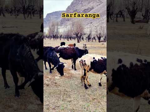 Tasbih Hijab Love Live