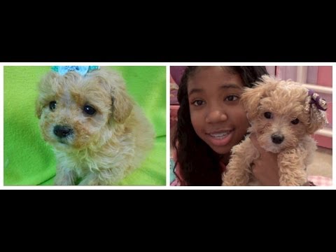 puppy haul shiba inu puppy supply haul 1 funnycat tv puppy haul shiba inu puppy supply haul 1 funnycat tv