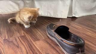 Kitten Fights a Slipper | Cute Cats by OnlyCats101 3 views 3 years ago 16 seconds