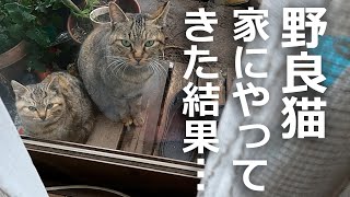 【子猫家族】家にやって来たその理由とは…