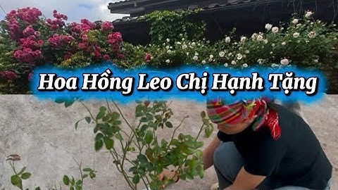 “Nhận hoa, nhận cả một vườn thương#doanvanbau #namkhumcoop #chuyenmoituan 