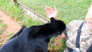 Black Leopard Nova grooming me