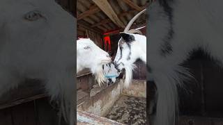 goats arguing about breakfast 🐐#naturedaily #nature #naturelovers #animal #fluffyfriends #goat #cute